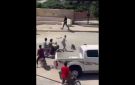 سوريا.. قرود شاردة وهروب جماعي ومطاردة في الشوارع (فيديو)
