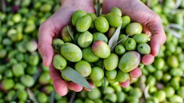 الاتحاد التونسي للفلاحة والصيد البحري يدعو الى تعاضد الجهود لانجاح موسم الزيتون