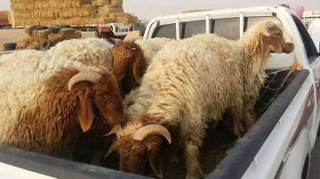 الوسلاتية: سرقة 39 رأس غنم على ملك شقيقين