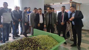 بنزرت... مع اعطاء إشارة انطلاق موسم جمع وتحويل الزيتون .. إشكاليات... تؤرق الفلاحين