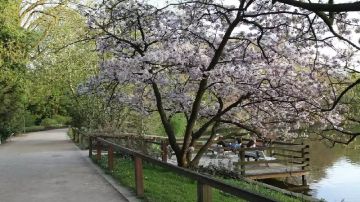 سرقة زهرة الجثة النادرة من حديقة نباتات في ألمانيا 