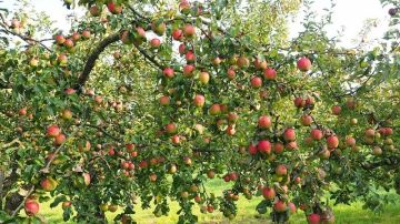 القصرين: مداهمات متكررة لمخازن التبريد وحجز للمحاصيل ومنتجو التفاح مستاؤون