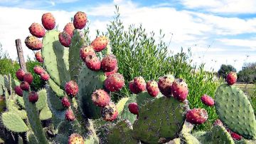 نابل: وزير الفلاحة يعاين أضرار الحشرة القرمزية ويتابع إجراءات مكافحتها ببوعرقوب