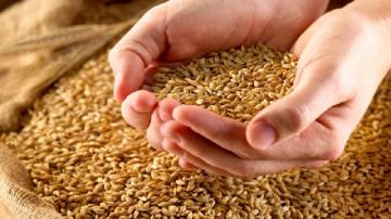 وزير الفلاحة.. الكميات المنتجة من البذور الممتازة تعد قياسية