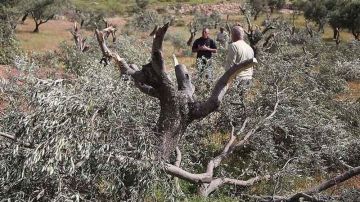موسم جني الزيتون في الضفة ... ساحة مقاومة وصمود موسم جني الزيتون في الضفة ... ساحة مقاومة وصمود