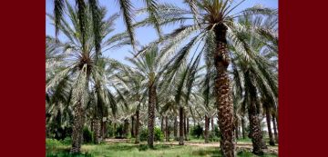 عبد الكبير: العثور على جثة شاب مشنوق في احدى الواحات بدوز عبد الكبير: العثور على جثة شاب مشنوق في احدى الواحات بدوز