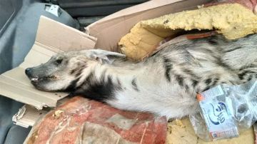 قرمبالية: يصطادون حيوان نادر و يعتزمون استعماله في أعمال التخيل والشعوذة قرمبالية: يصطادون حيوان نادر و يعتزمون استعماله في أعمال التخيل والشعوذة