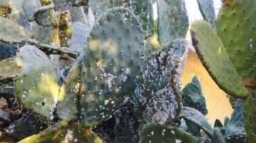 القصرين: عملية بيولوجية جديدة لمكافحة الحشرة القرمزية