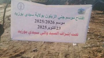 سيدي بوزيد .. افتتاح موسم جني الزيتون والصابة قياسية