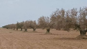 قضية هنشير الشعال.. رفض الافراج عن عبد العزيز المخلوفي قضية هنشير الشعال.. رفض الافراج عن عبد العزيز المخلوفي