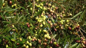 صفاقس: 29 أكتوبر انطلاق موسم جني الزيتون والصابة قياسية 