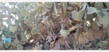 القصرين: المتابعة عن كثب آفة الحشرة القرمزية و مقاومتها بطريقة بيولوجية