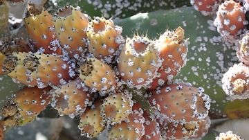 الحمامات .. متساكنو المنشار يستغيثون من اجتياح الحشرة القرمزية 