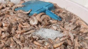 قرمدة: حجز 70 كلغ من جراد البحر غير صالح للاستهلاك