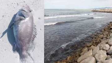 بين الإهمال والمحاسبة: ملف التلوث البحري بسليمان أمام القضاء بين الإهمال والمحاسبة: ملف التلوث البحري بسليمان أمام القضاء