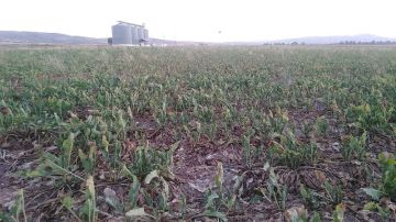 بإشراف وزير الفلاحة ووالي جندوبة: خبراء يبحثون آفاق زراعة اللفت السكري بإشراف وزير الفلاحة ووالي جندوبة: خبراء يبحثون آفاق زراعة اللفت السكري