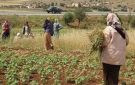 في اليوم العالمي للريفيات...مليون و800 ألف تونسية في مواجهة الفقر والهشاشة - tn