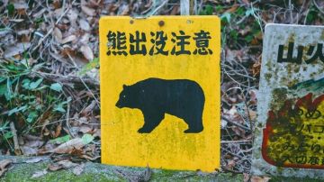 اليابان تنشر قوات عسكرية للتعامل مع هجمات الدببة