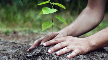 بنزرت ... بمناسبة الاحتفال بعيد الشجرة .. تظاهرات وتوفير أكثر من 250 ألف شتلة بنزرت ... بمناسبة الاحتفال بعيد الشجرة .. تظاهرات وتوفير أكثر من 250 ألف شتلة