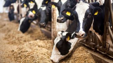 القطيع يتقلص وأسعار اللحوم تنفلت .. أزمة الأعلاف تتواصل والمربون في ورطة