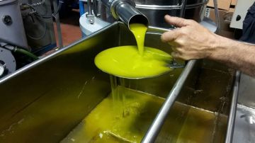 ديوان الزيت: انطلاق قبول زيت الزيتون من صغار الفلاحين بداية من 17 نوفمبر