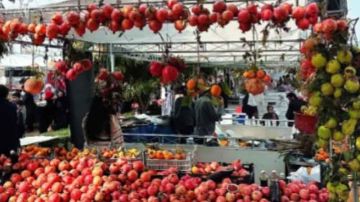 مهرجان الرمان بتستور: من تظاهرة فلاحية بسيطة إلى وجهة سياحية وثقافية