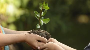 احتفاء بالعيد الوطني للشجرة: حملة وطنية للتشجير وبرمجة غراسة 8 ملايين شتلة احتفاء بالعيد الوطني للشجرة: حملة وطنية للتشجير وبرمجة غراسة 8 ملايين شتلة