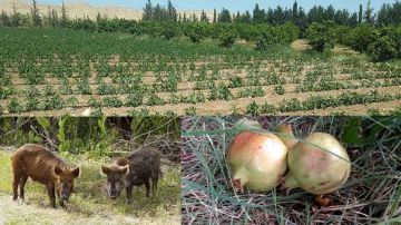 الخنازير الوحشية تزحف على المحاصيل .. فلاحـو القيـروان غاضبون
