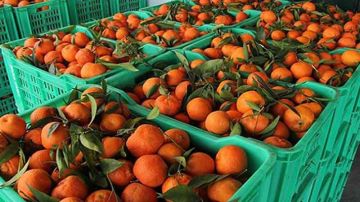 سيدي بوزيد .. إنتاج القوارص فرصة استثمارية.. معطلة ! سيدي بوزيد .. إنتاج القوارص فرصة استثمارية.. معطلة !