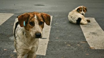 الجزائر: أوامر بالوقف الفوري لحملات قتل الحيوانات السائبة الجزائر: أوامر بالوقف الفوري لحملات قتل الحيوانات السائبة