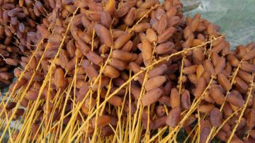 وزير الفلاحة: صابة قياسية متوقعة للتمور مقابل تراجع للقوارص وزير الفلاحة: صابة قياسية متوقعة للتمور مقابل تراجع للقوارص