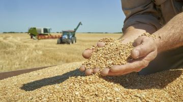 تونس تطرح مناقصة لشراء علف الشعير