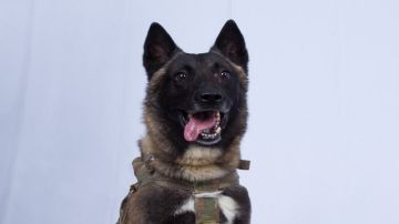 نابل: تسجيل 58 إصابة بداء الكلب لدى الحيوانات