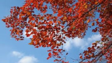 طقس اليوم: الحرارة في ارتفاع طفيف