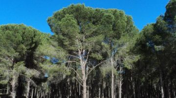 نابل: أكثر من 200 مخالفة تطال الغابات وحملات تشجير متواصلة 