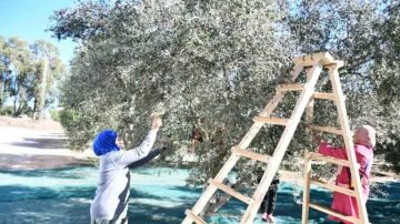 الوطن القبلي .. ارتفاع صابة الزيتون بـ30 