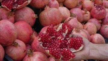 باجة: الدورة التاسعة لمهرجان الرمان بتستور تستقبل اكثر من 300 الف زائر