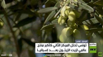 زيت الزيتون.. كنز تونس الأخضر