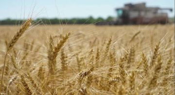 الصين تسعى لشراء القمح الأمريكي بعد توقف دام عاما الصين تسعى لشراء القمح الأمريكي بعد توقف دام عاما