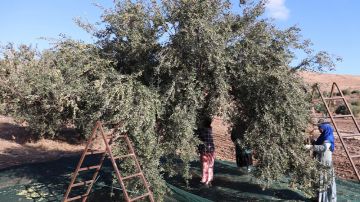 جندوبة: افتتاح موسم جني الزيتون