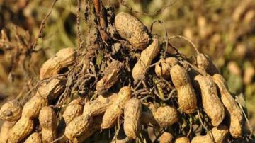 نابل ـ الهوارية: لهذه الأسباب زراعة الكاكاوية... مهددة نابل ـ الهوارية: لهذه الأسباب زراعة الكاكاوية... مهددة