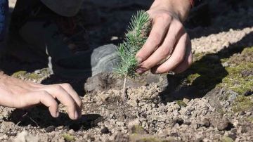 الغابات بنابل ..بين 200 و250 مخالفة منذ بداية السنة... وحملات تشجير متواصلة