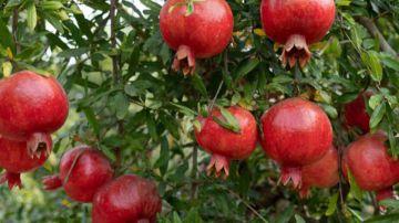 اتحاد الفلاحة بقابس يحذر: إهمال الواحات ونقص الري يهدد رمان قابس المميز اتحاد الفلاحة بقابس يحذر: إهمال الواحات ونقص الري يهدد رمان قابس المميز