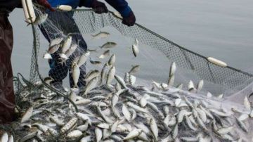 نابل: تراجع الثروة السمكية وتجديد الدعوة لتفعيل الراحة البيولوجية