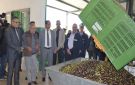 الكاف : إفتتاح موسم جني الزيتون 