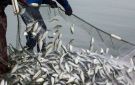 نابل: تراجع الثروة السمكية وتجديد الدعوة لتفعيل الراحة البيولوجية