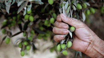 القصرين: تقدم بطيء في جني صابة الزيتون وسط نقص اليد العاملة