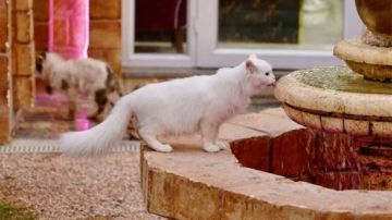 ليبيا: فندق للقطط بخدمات فاخرة (صور)