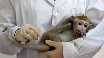 إدارة الغذاء والدواء الأمريكية تعتزم التقليل من التجارب على القردة إدارة الغذاء والدواء الأمريكية تعتزم التقليل من التجارب على القردة