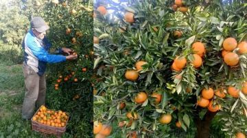 موسم القوارص 2025 ـ 2026 ..إنتاج جيد... وتحديات التصدير تعيد مخاوف السنوات الماضية موسم القوارص 2025 ـ 2026 ..إنتاج جيد... وتحديات التصدير تعيد مخاوف السنوات الماضية